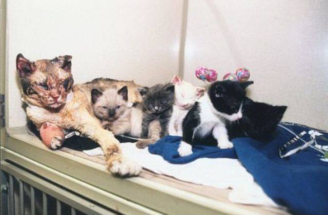 Mother Cat Runs Into Burning Building 5 Times To Save Her Kittens