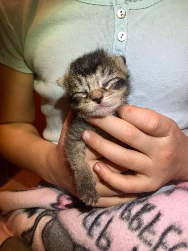 Dog Mom Raises Tiniest Kitten As One Of Her Puppies