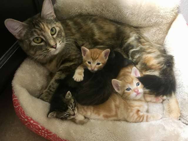 Dog Mom Raises Tiniest Kitten As One Of Her Puppies