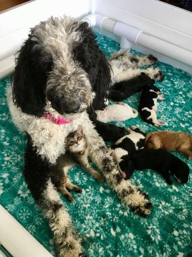 Dog Mom Raises Tiniest Kitten As One Of Her Puppies