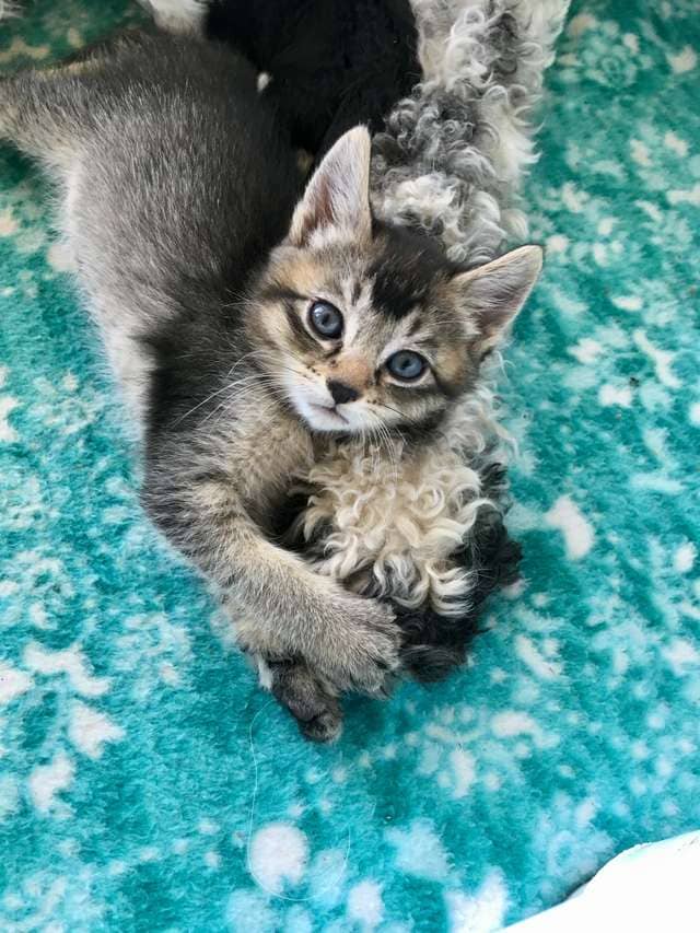 Dog Mom Raises Tiniest Kitten As One Of Her Puppies