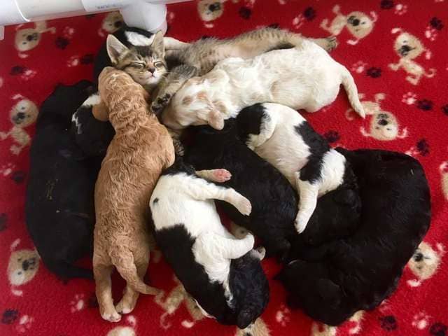 Dog Mom Raises Tiniest Kitten As One Of Her Puppies