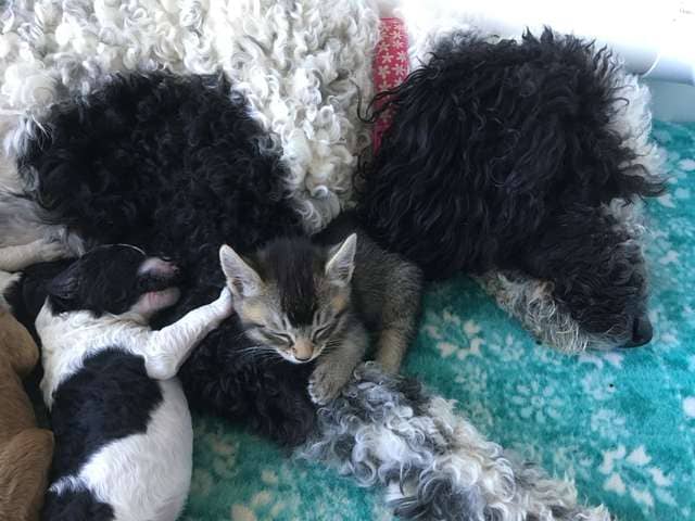 Dog Mom Raises Tiniest Kitten As One Of Her Puppies