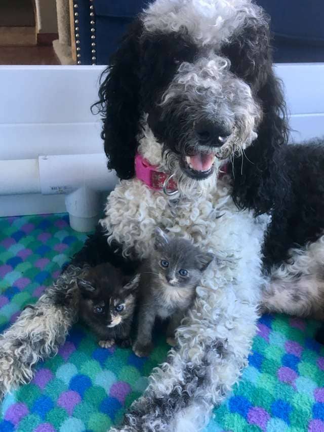 Dog Mom Raises Tiniest Kitten As One Of Her Puppies