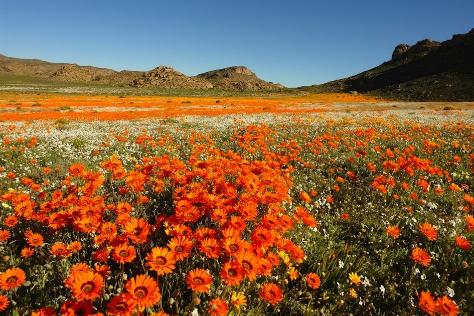 Discover 6 Beautiful Flower Fields in the World – Bestbabies.info