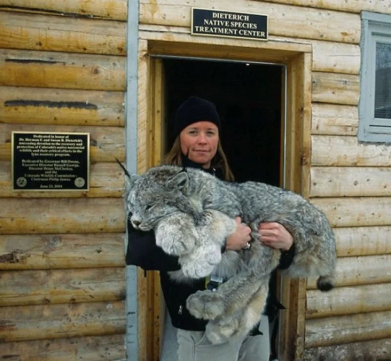 Meet The Stunning Big-Pawed Canadian Lynx – One Of The Rarest Big Cats In The World