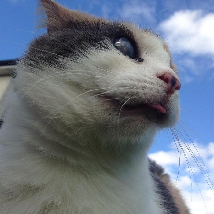 Meet Stevie The Rescued Blind Cat That Enjoys Hiking