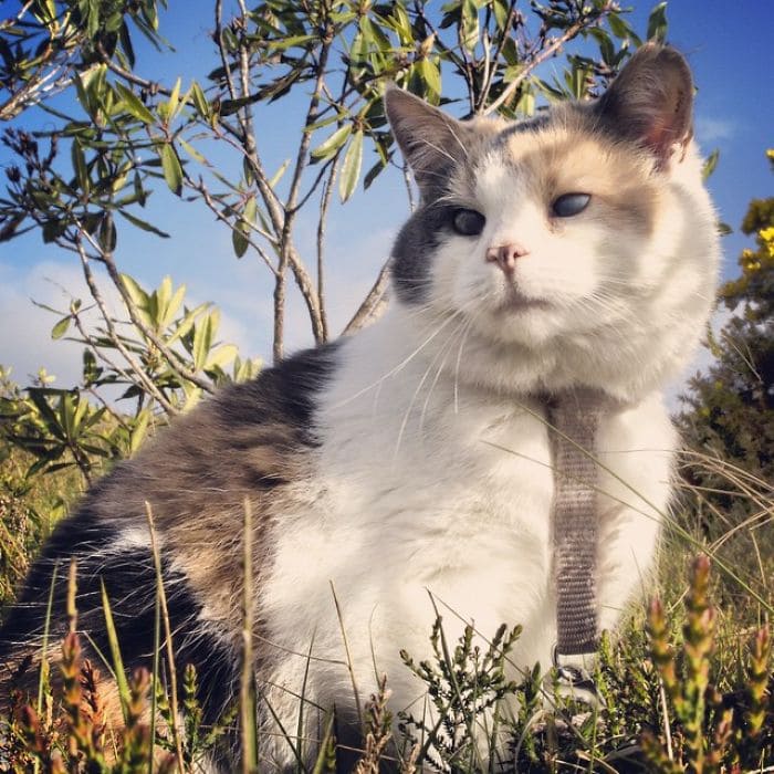 Meet Stevie The Rescued Blind Cat That Enjoys Hiking