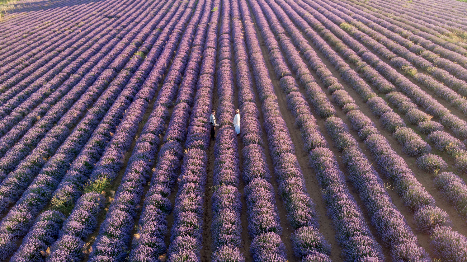 Discover 6 Beautiful Flower Fields in the World – Bestbabies.info