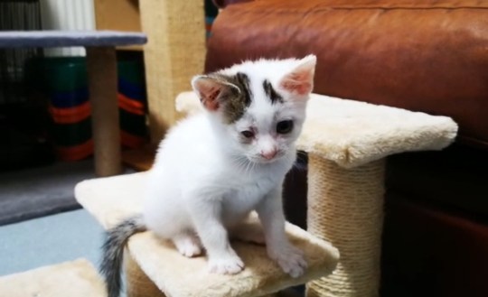 After being found in a junkyard, a tiny one-eyed kitten has found a new home just in time for a special occasion.
