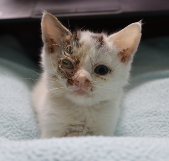 After being found in a junkyard, a tiny one-eyed kitten has found a new home just in time for a special occasion.