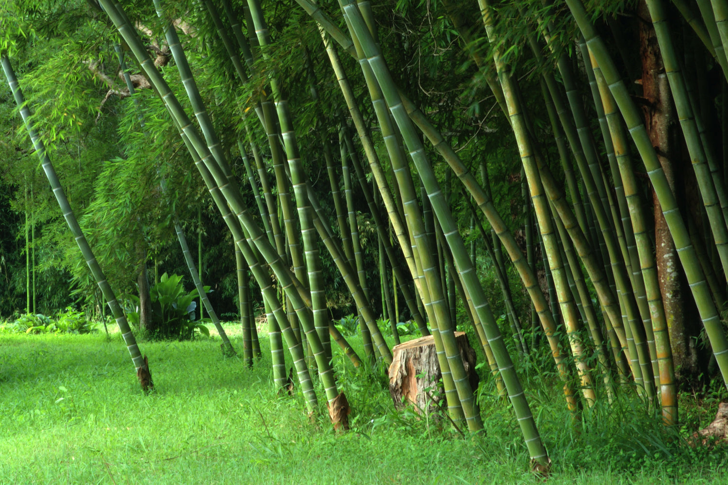 Reaching New Heights: Ghana's Towering Bamboo Giant Surpasses All Other Structures - Amazing Nature