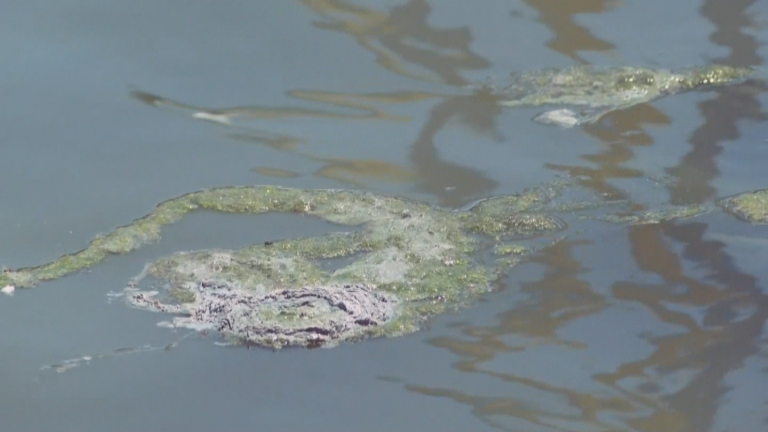 Lake Griffiп, known as the cradle of the "Zombie Crocodile", is the body of water that turns ordinary crocodiles into zombies - Pet Care Blog