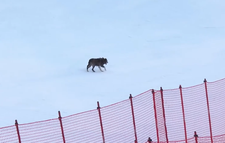 Random Dog Unexpectedly 'Wins' Downhill Skiing Race