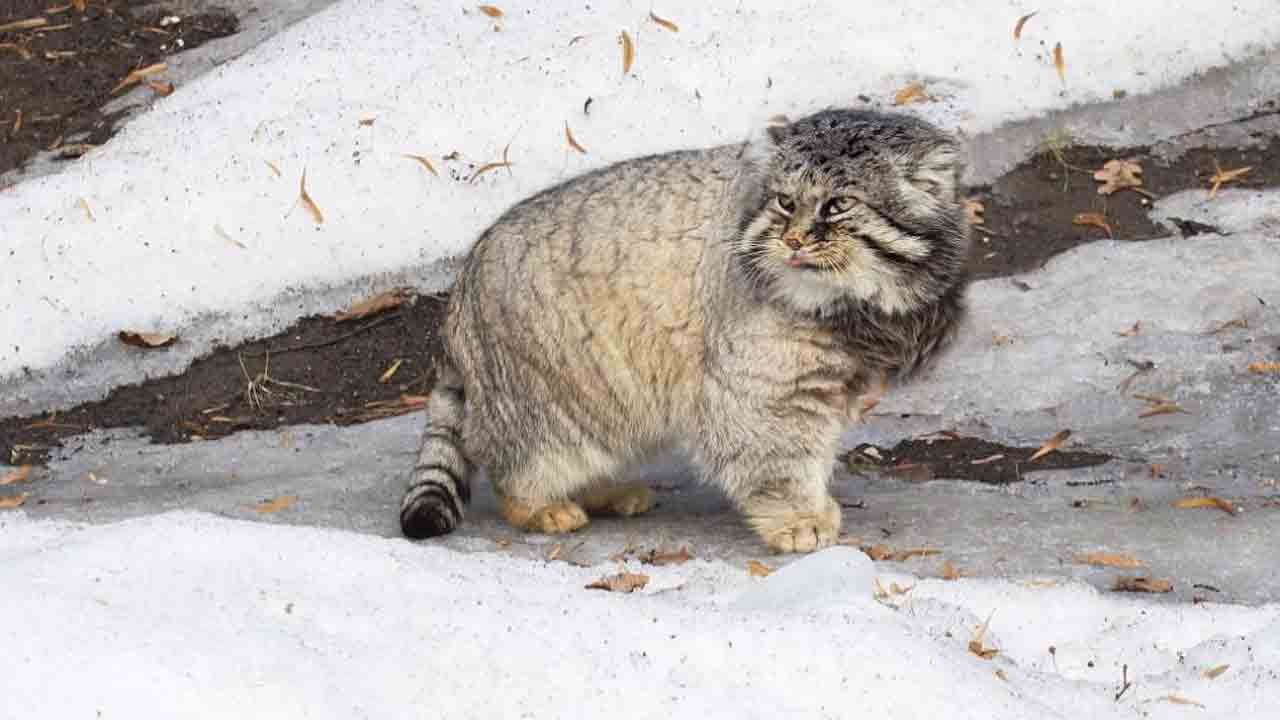 Rare Cat Found Living On The Tallest Mountain In The World