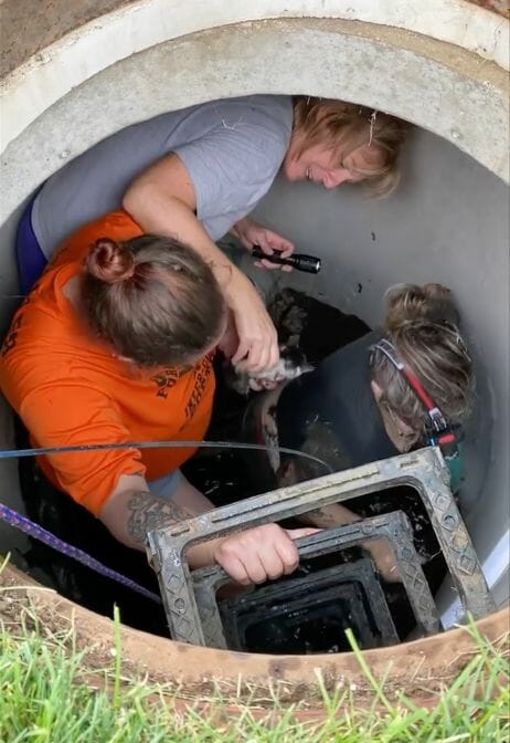 Lone Kitten Stuck in Drain Pipe Gets Help and is Reunited with Her Cat Family