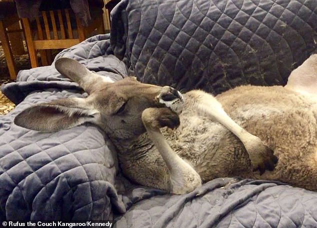 Rescued kangaroo insists on daily couch cuddles with dad