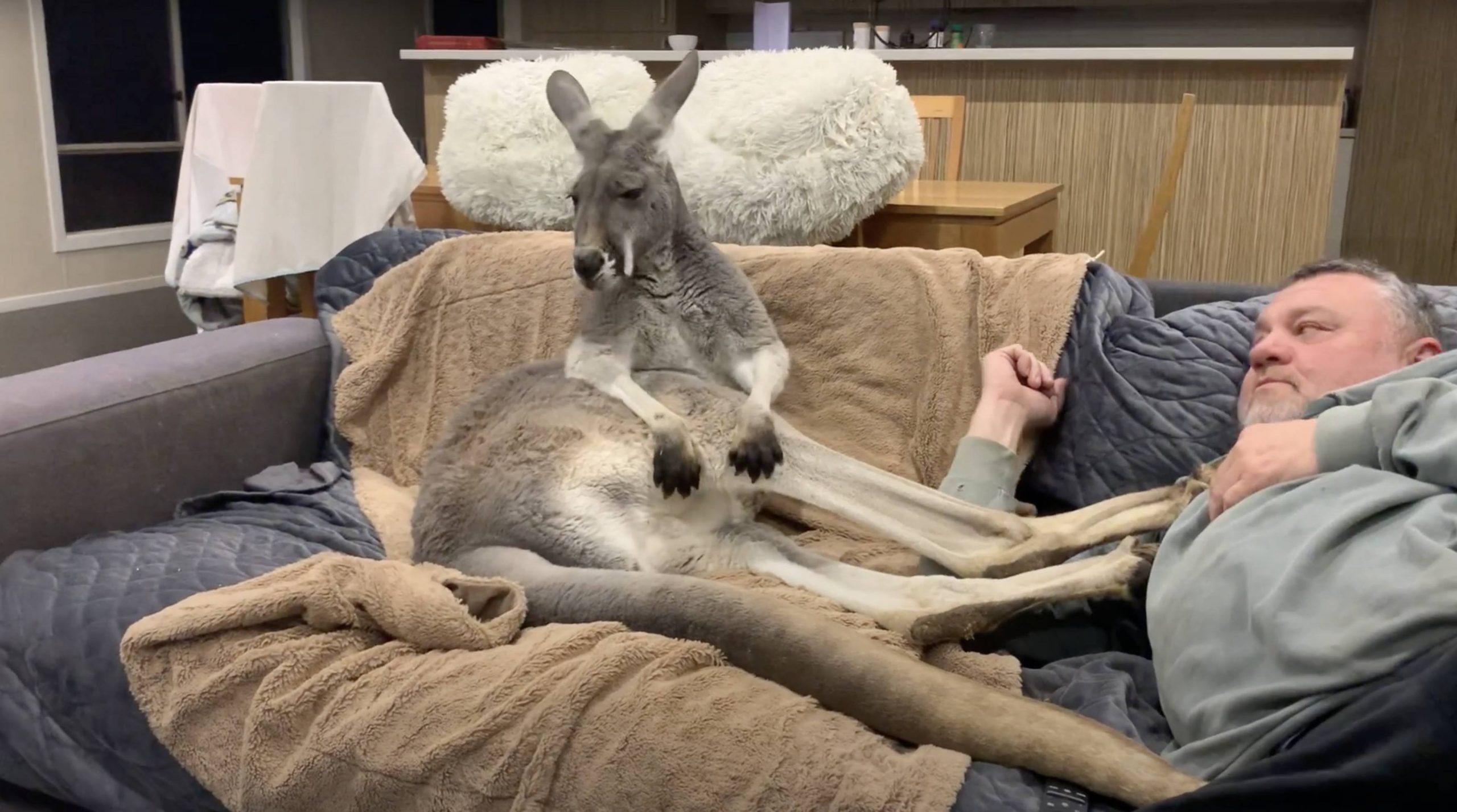 Rescued kangaroo insists on daily couch cuddles with dad