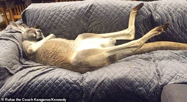 Rescued kangaroo insists on daily couch cuddles with dad