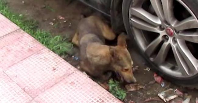 Rescuers Save Dog Having Violent Seizures On Road