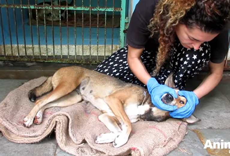 Rescuers Save Dog Having Violent Seizures On Road