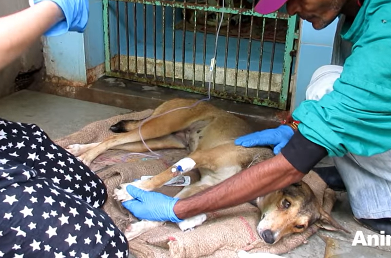 Rescuers Save Dog Having Violent Seizures On Road