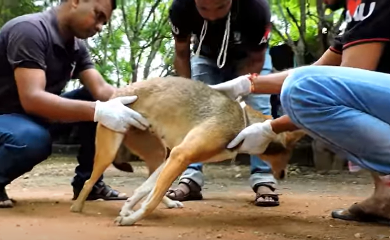 Rescuers Save Dog Having Violent Seizures On Road