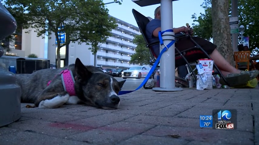 Man’s Stolen Service Dog Faints in His Arms Upon Being Reunited, Overwhelmed with Emotion – Puppies Love