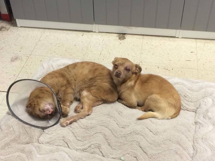 Cat Rescued From Fire Now Helps Take Care Of Other Animals In Vet Clinic