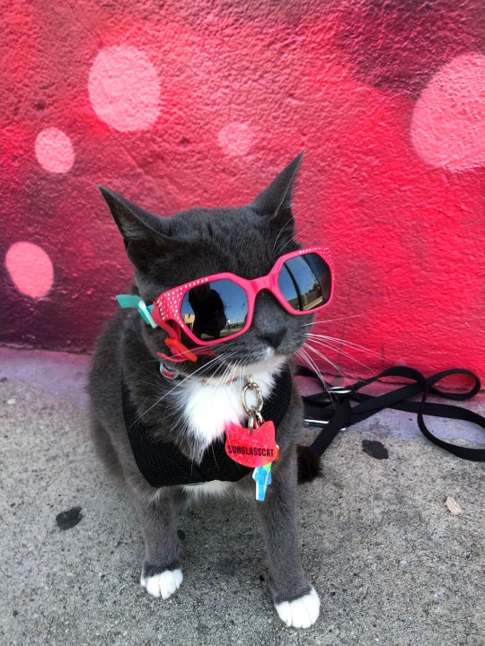Cat born without eyelids is a fashionista with 100 pairs of sunglasses