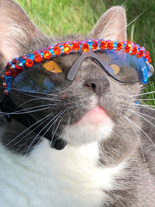 Cat born without eyelids is a fashionista with 100 pairs of sunglasses