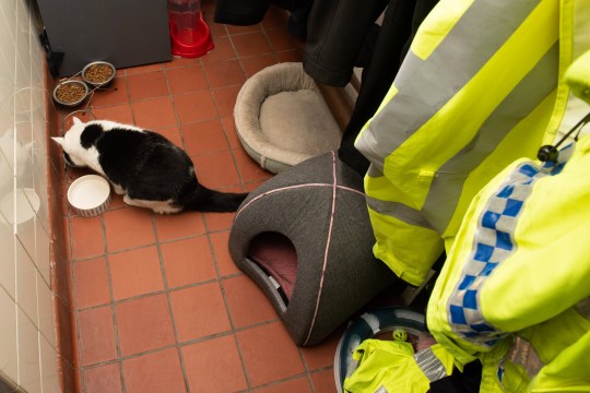 Cat moves into police station and lands job as chief mouser