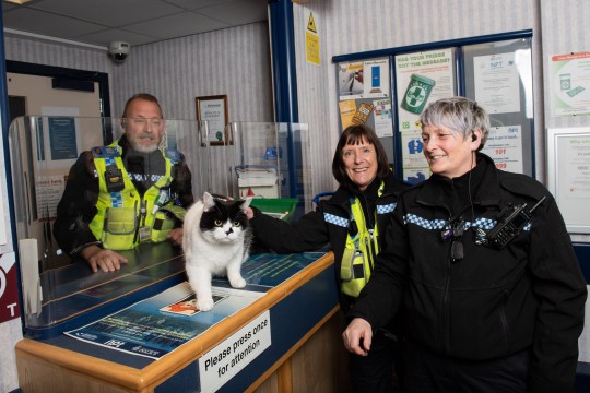 Cat moves into police station and lands job as chief mouser