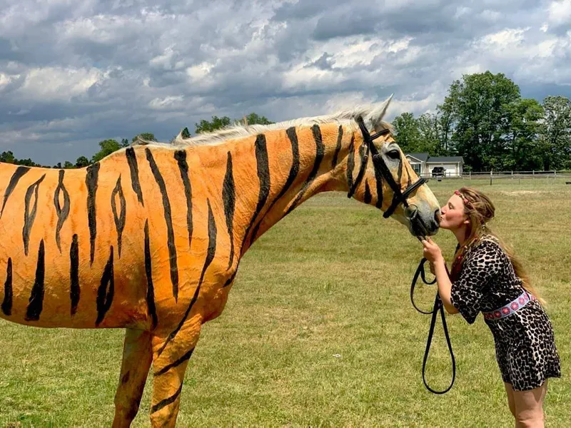 Strikingly Stunning Cosplay: Larry the Horse Sporting a Tiger's Coat