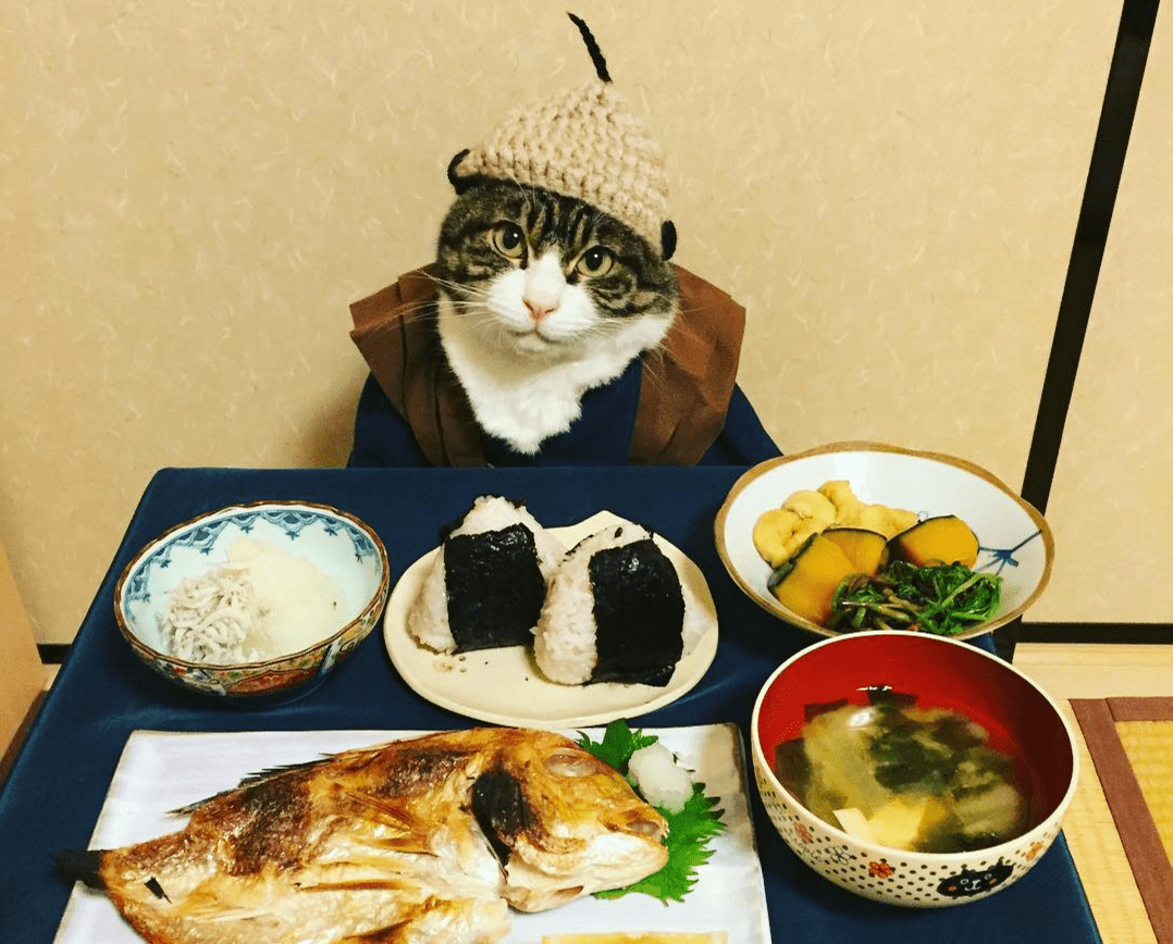 Cosplaying Cat Chef Dines With His Mom Every Night In Different Outfit