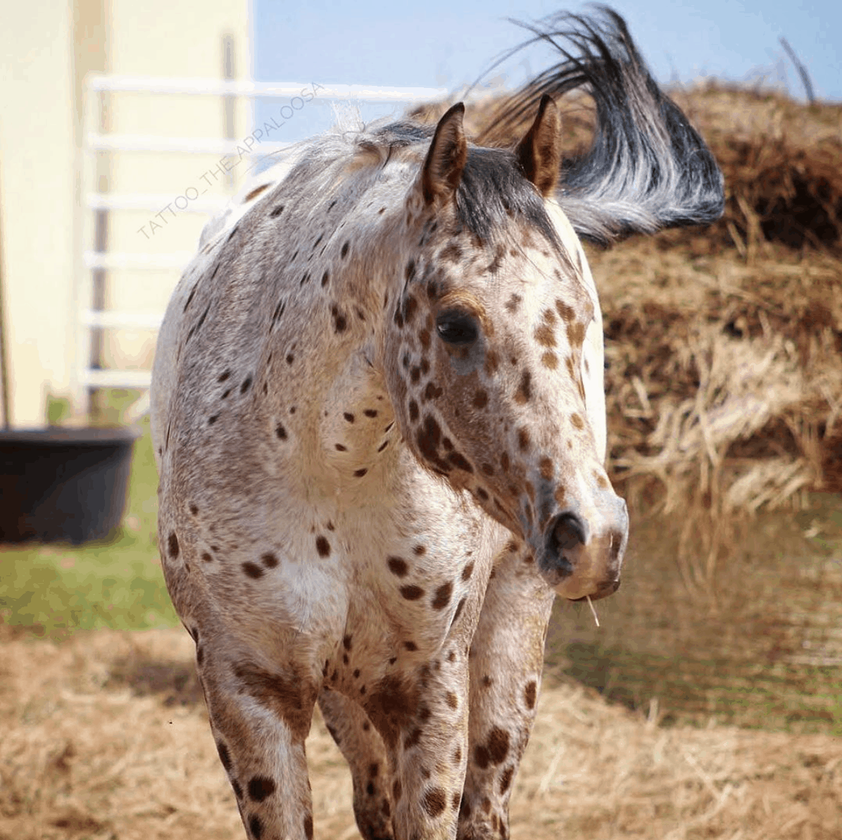 “Meet Tattoo: The Enchanting Appaloosa Horse Sporting a Unique ‘Leopard-Spotted’ Coat”