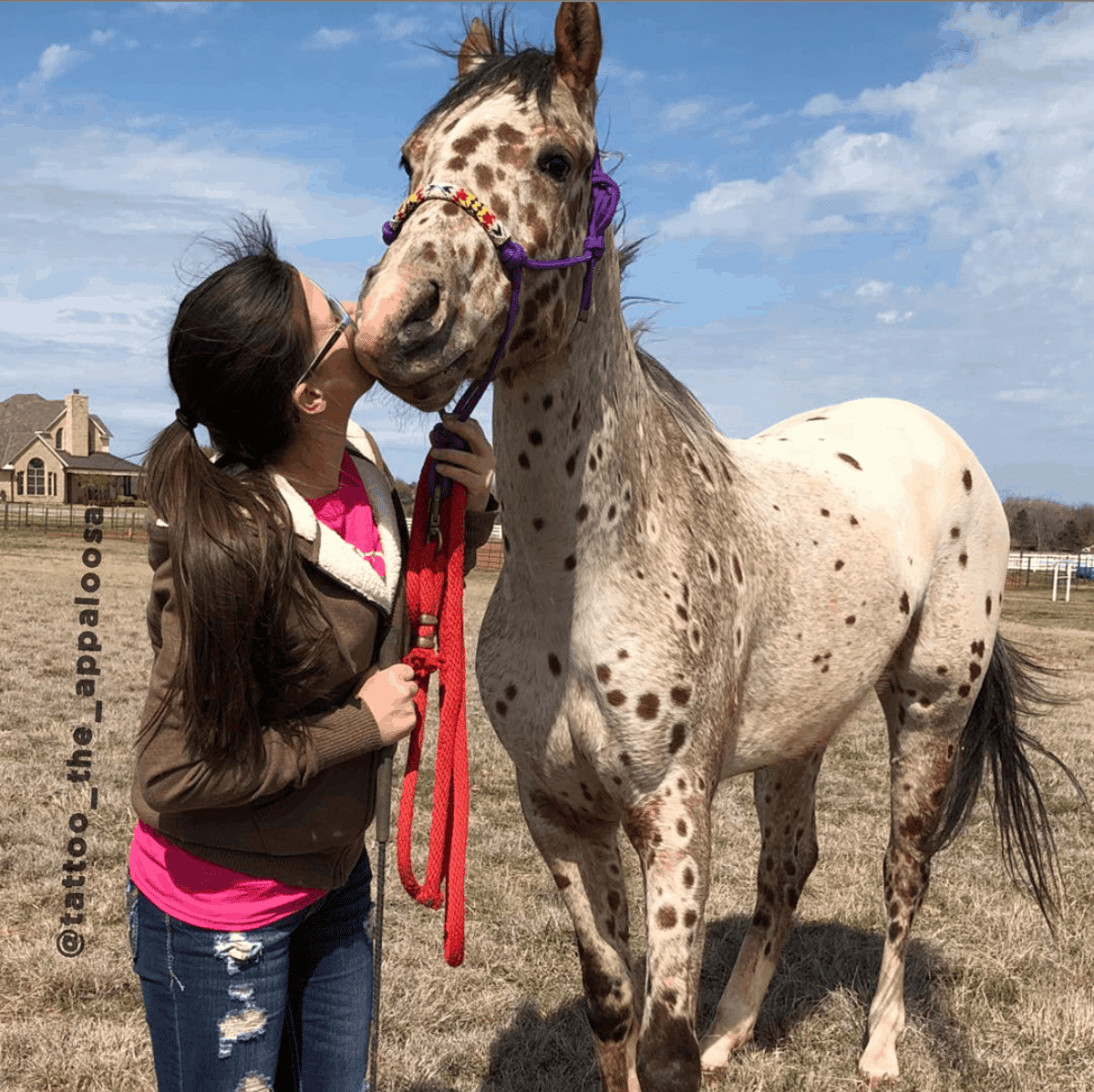 “Meet Tattoo: The Enchanting Appaloosa Horse Sporting a Unique ‘Leopard-Spotted’ Coat”