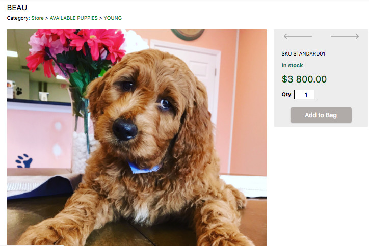 Steph Curry and Ayesha Curry spent nearly $4k on a new, extremely well-behaved dog