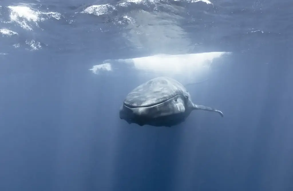 Off the coast of Sri Lanka, a mermaid and a massive blue whale were captured by a free diver.