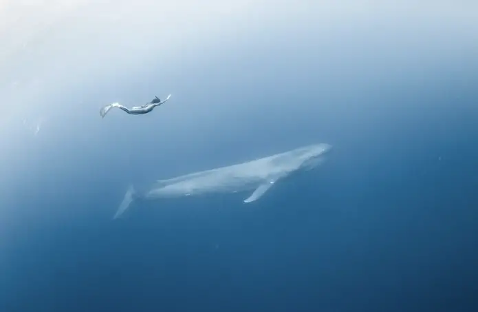 Off the coast of Sri Lanka, a mermaid and a massive blue whale were captured by a free diver.