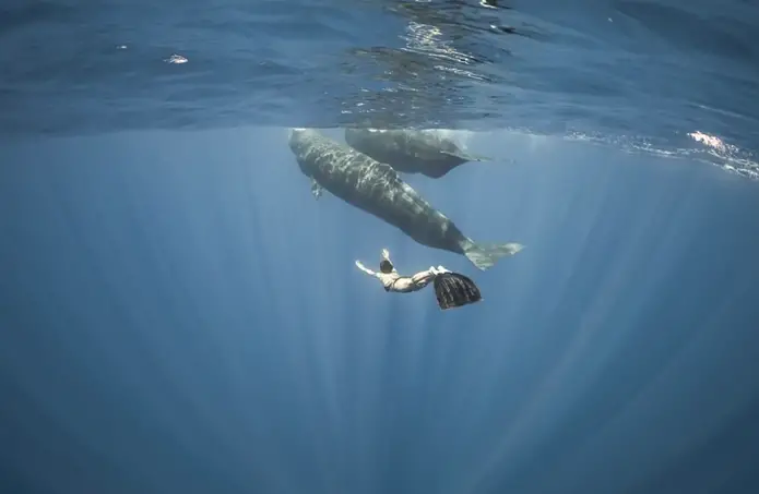 Off the coast of Sri Lanka, a mermaid and a massive blue whale were captured by a free diver.