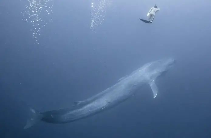 Off the coast of Sri Lanka, a mermaid and a massive blue whale were captured by a free diver.