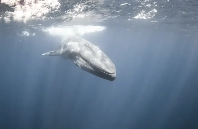 Off the coast of Sri Lanka, a mermaid and a massive blue whale were captured by a free diver.