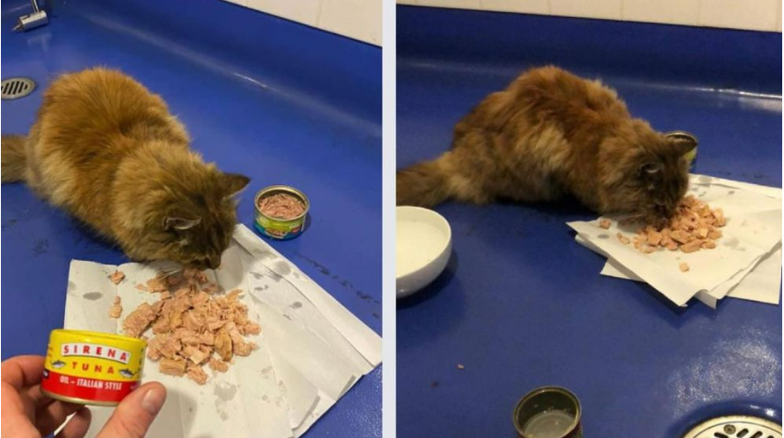 Cat found alive and well after spending 10 days missing in the cold at Melbourne Airport