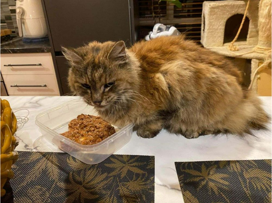 Cat found alive and well after spending 10 days missing in the cold at Melbourne Airport