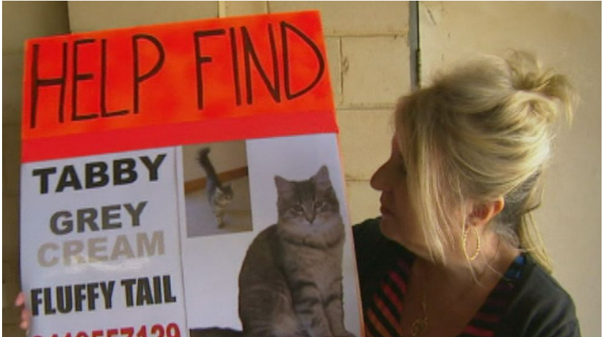 Cat reunited with Melbourne owners 22 months after she went missing