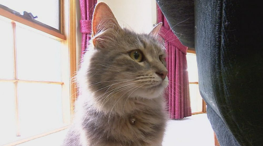 Cat reunited with Melbourne owners 22 months after she went missing