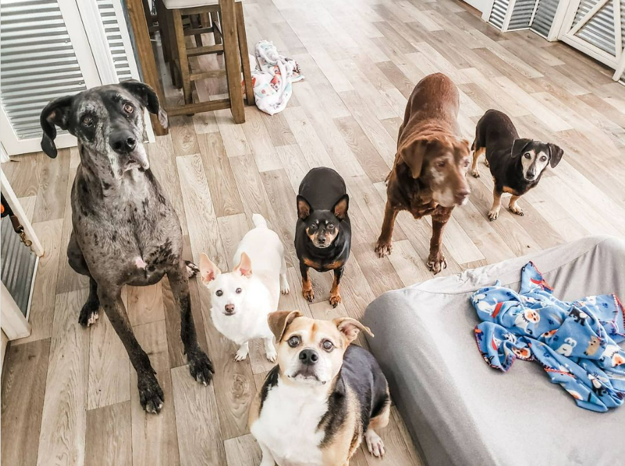 Woman Establishes Sanctuary to Give Senior Dogs a Proper Home