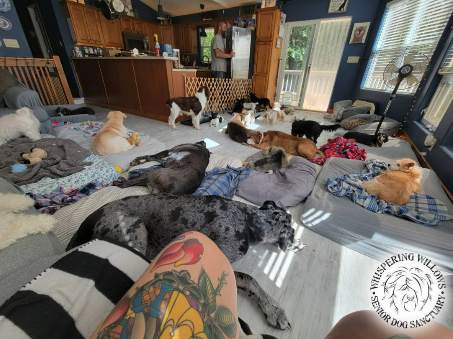 Woman Establishes Sanctuary to Give Senior Dogs a Proper Home