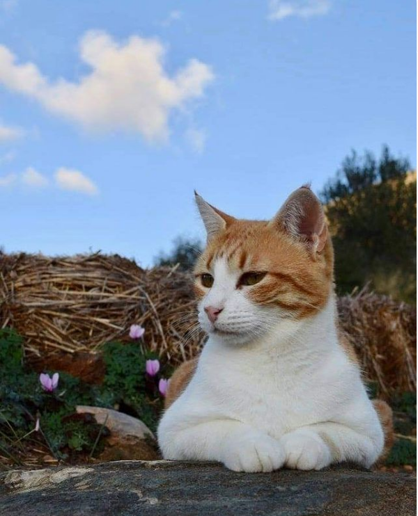 Nearly 100 Cats Co-Exist On This Greek Island Peacefully